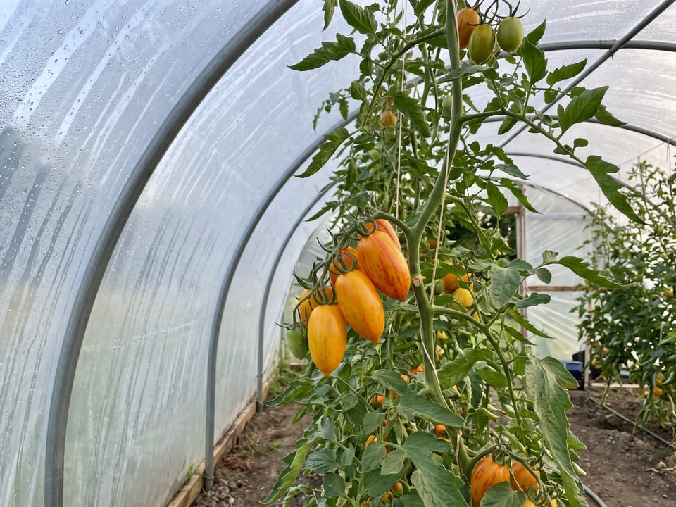 Blush tomatoes ripening on the vine under cover