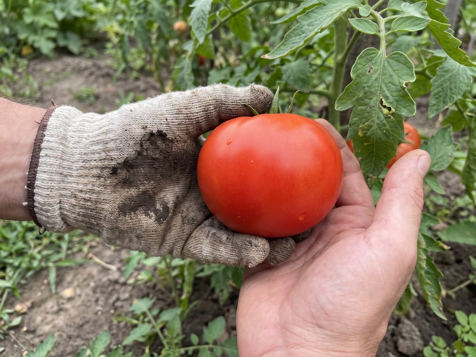A ripe Bobcat tomato held in a gardener's hand