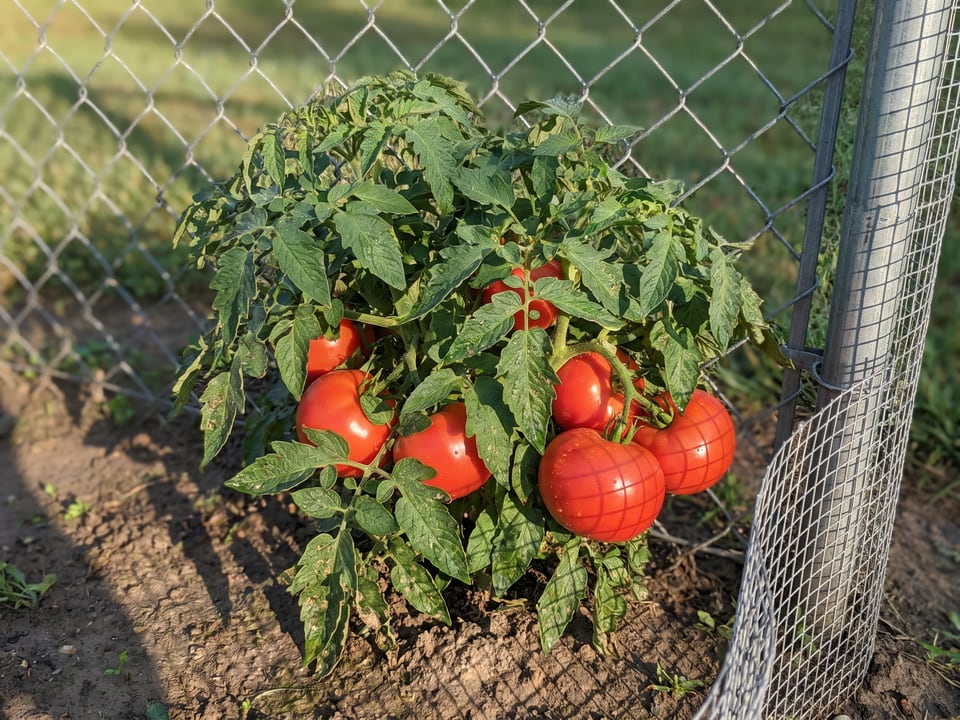 Bobcat tomato plant in a garden bed with ripe fruit on the vine