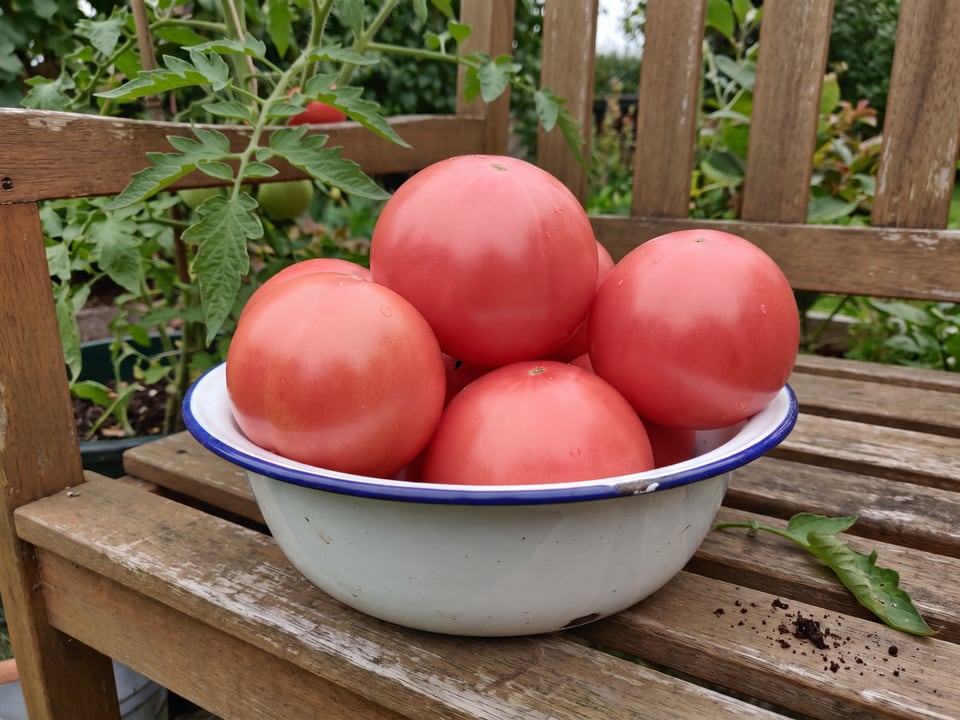 Freshly picked Brandy Boy tomatoes