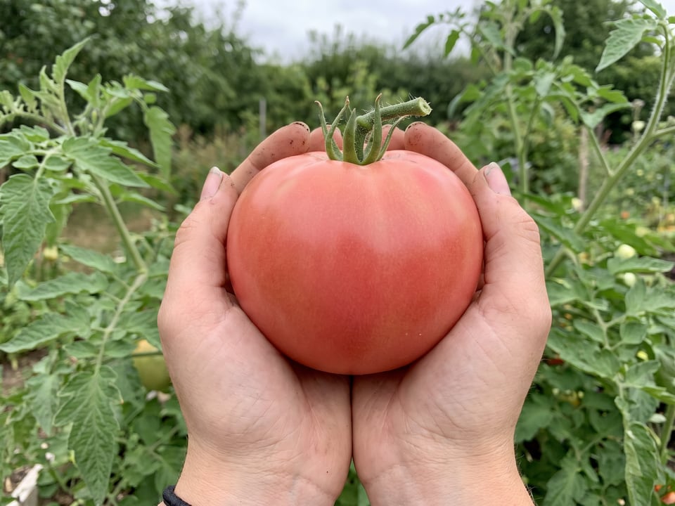 A ripe Brandy Boy tomato held in a gardener's hand