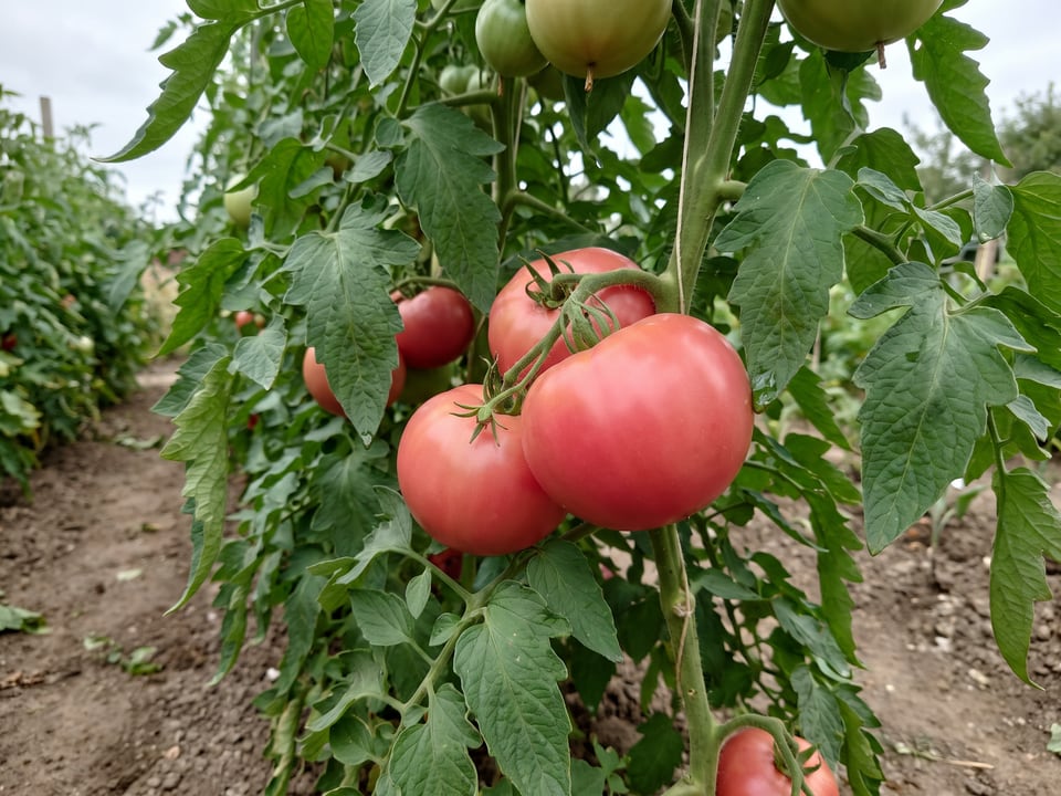Brandy Boy tomato plant in a garden bed with ripe fruit on the vine