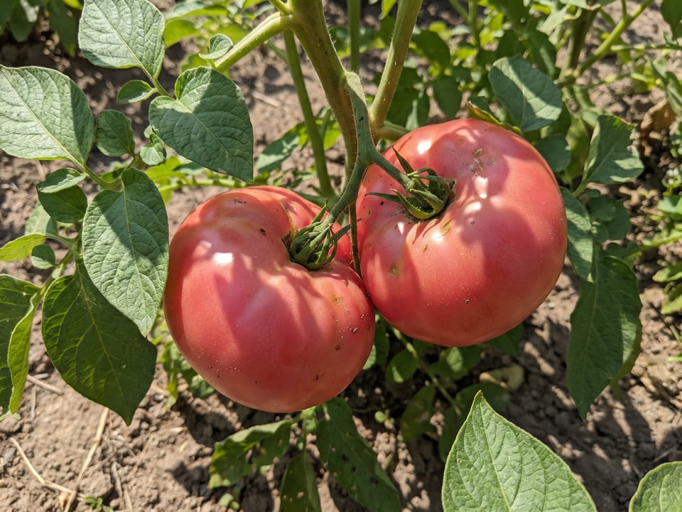 A truss of Brandywine tomatoes