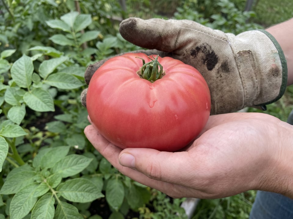 A ripe Brandywine tomato held in a gardener's hand