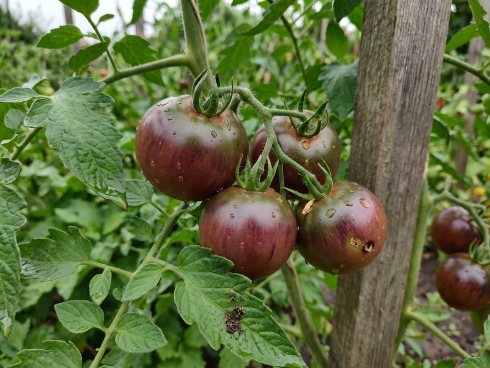 A truss of Brown Sugar tomatoes
