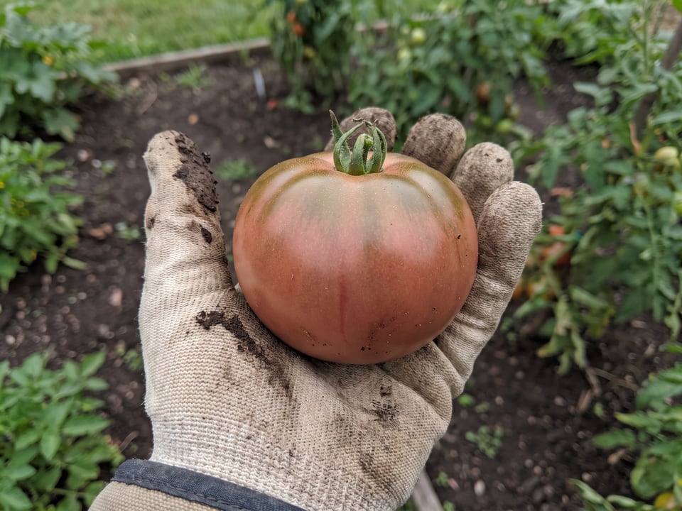 A ripe Brown Sugar tomato held in a gardener's hand