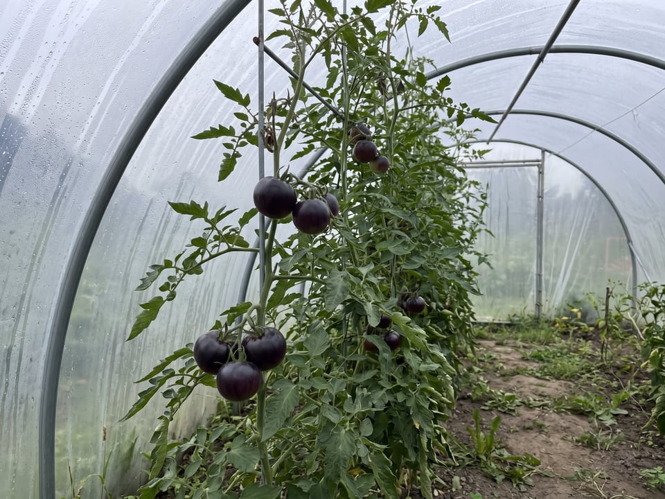 Brown Sugar tomatoes ripening on the vine under cover