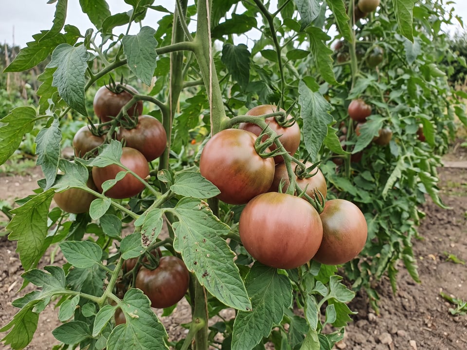 Brown Sugar tomato plant in a garden bed with ripe fruit on the vine
