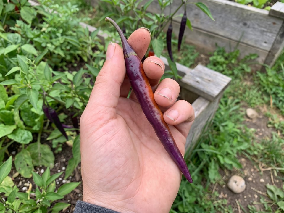 A ripe Buena Mulata pepper pod held in a gardener's hand
