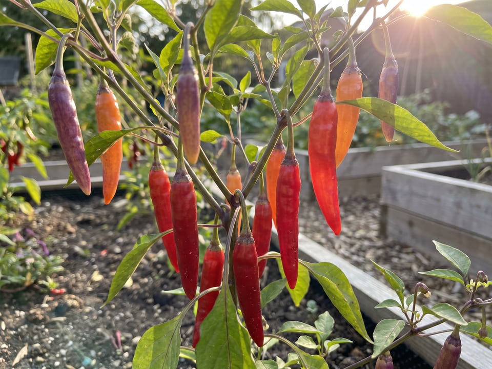 Ripe Buena Mulata pepper pods on the plant