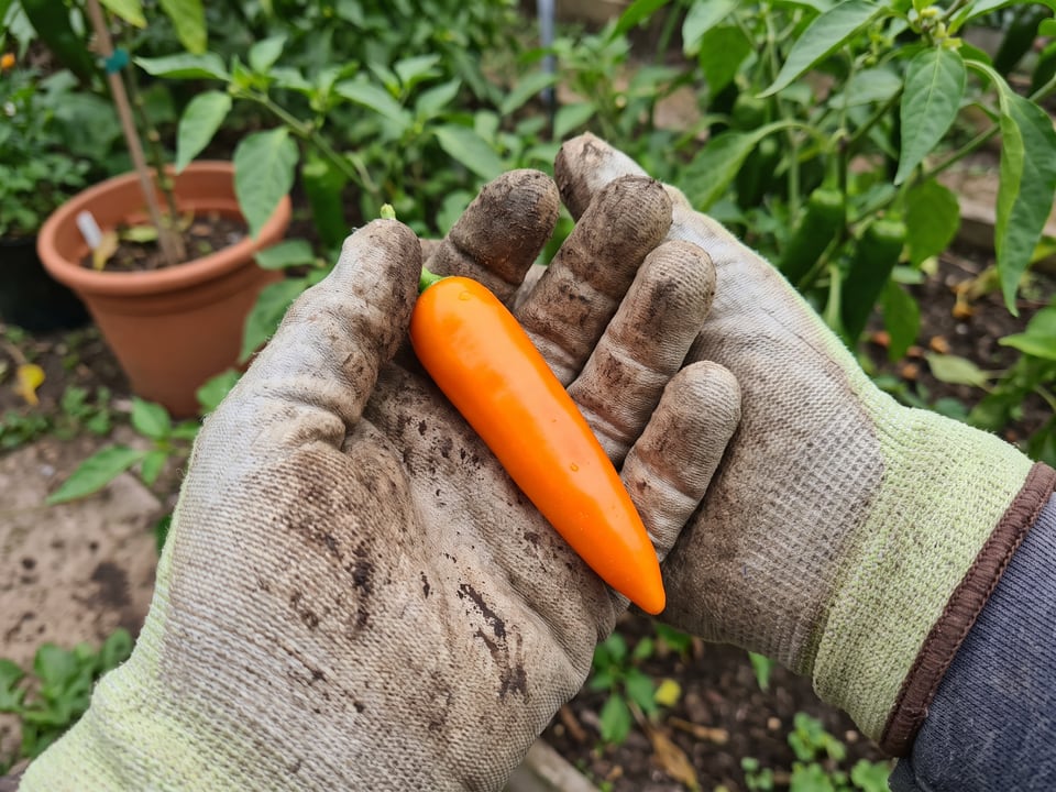 A ripe Bulgarian Carrot pepper pod held in a gardener's hand