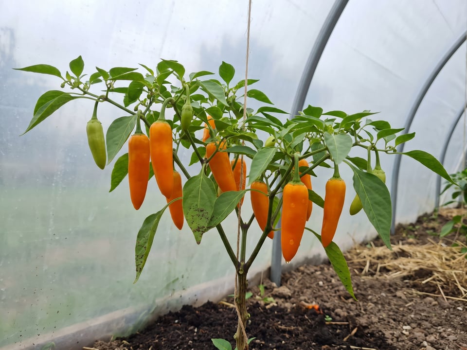 Bulgarian Carrot pepper plant with ripe pods