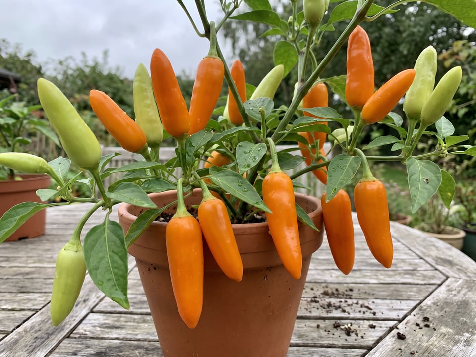 Ripe Bulgarian Carrot pepper pods on the plant