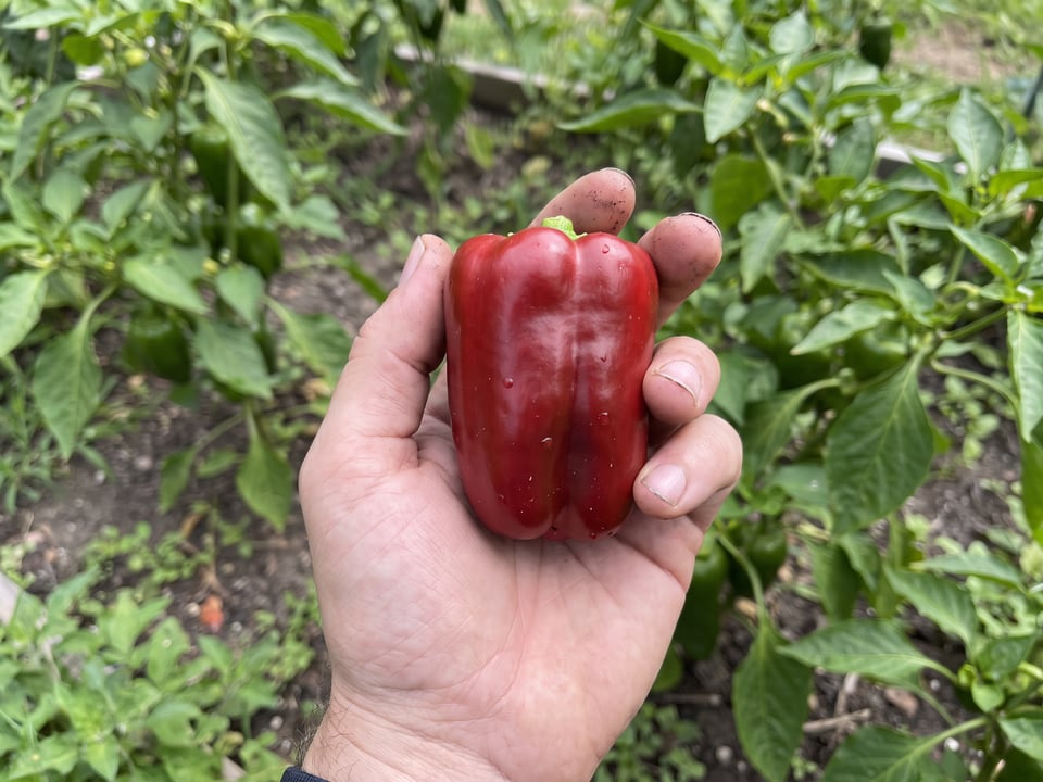 A ripe Cajun Belle pepper pod held in a gardener's hand