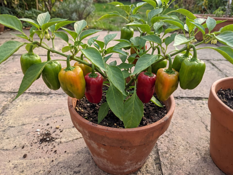Cajun Belle pepper plant with ripe pods