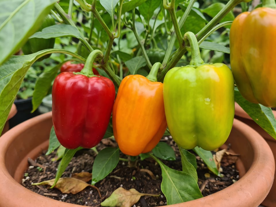 Ripe Cajun Belle pepper pods on the plant