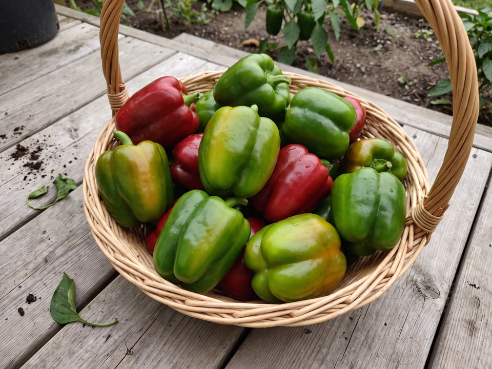California Wonder bell peppers just harvested