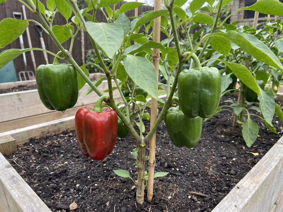 Pepper plant spacing: how far apart to plant peppers