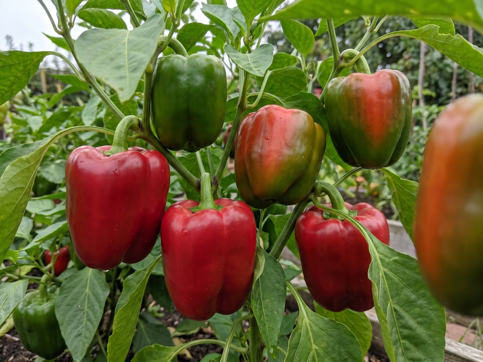 Ripe California Wonder pepper pods on the plant