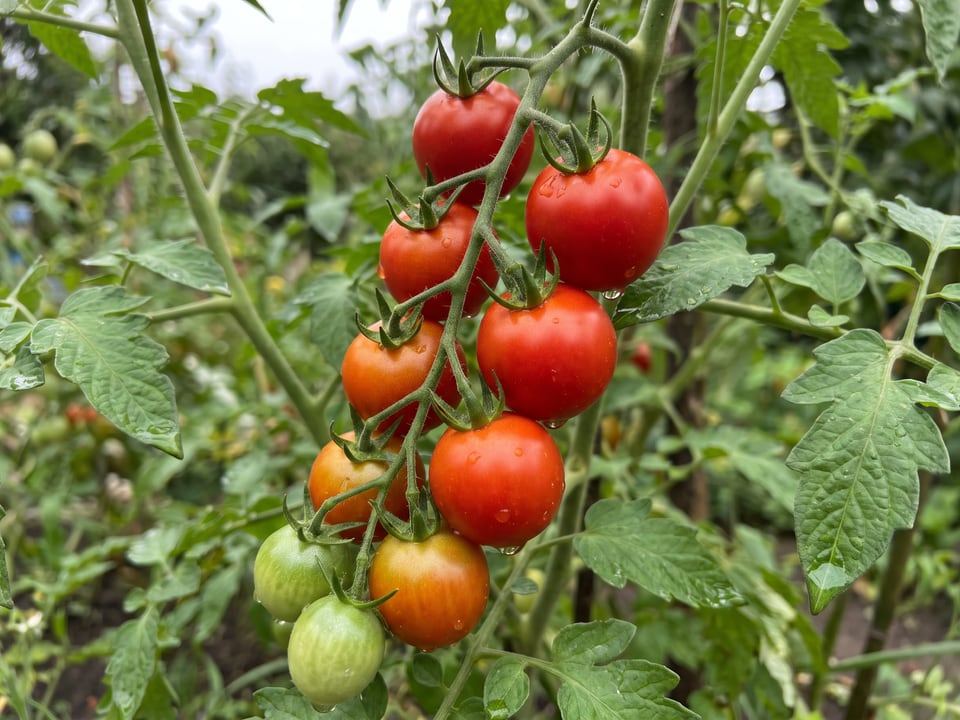 A truss of Campari tomatoes