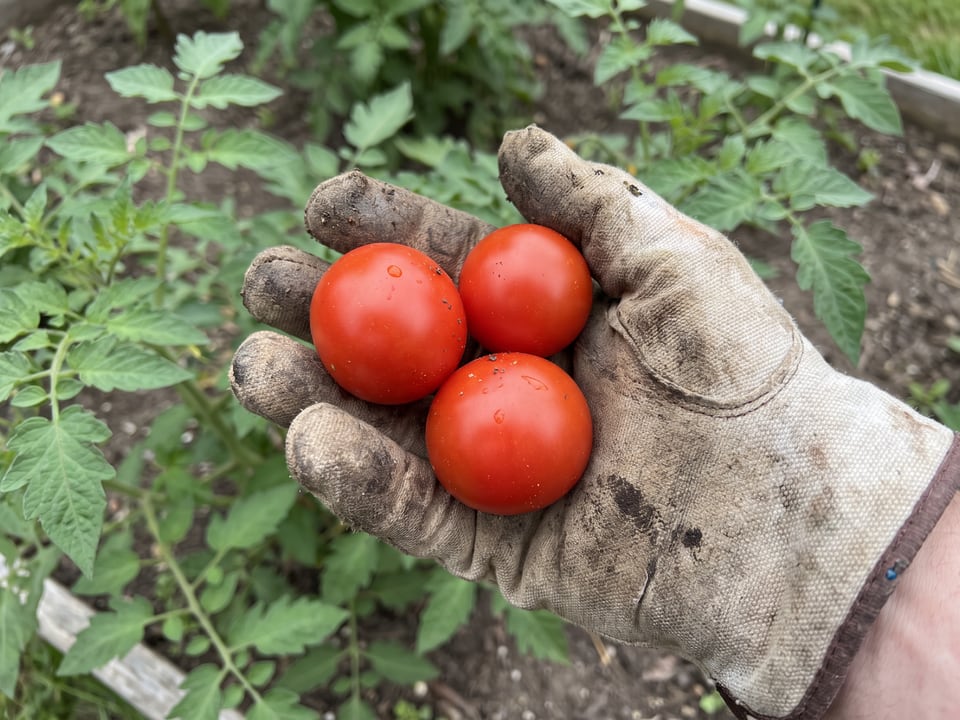 A ripe Campari tomato held in a gardener's hand