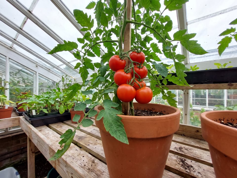 Campari tomatoes ripening on the vine under cover