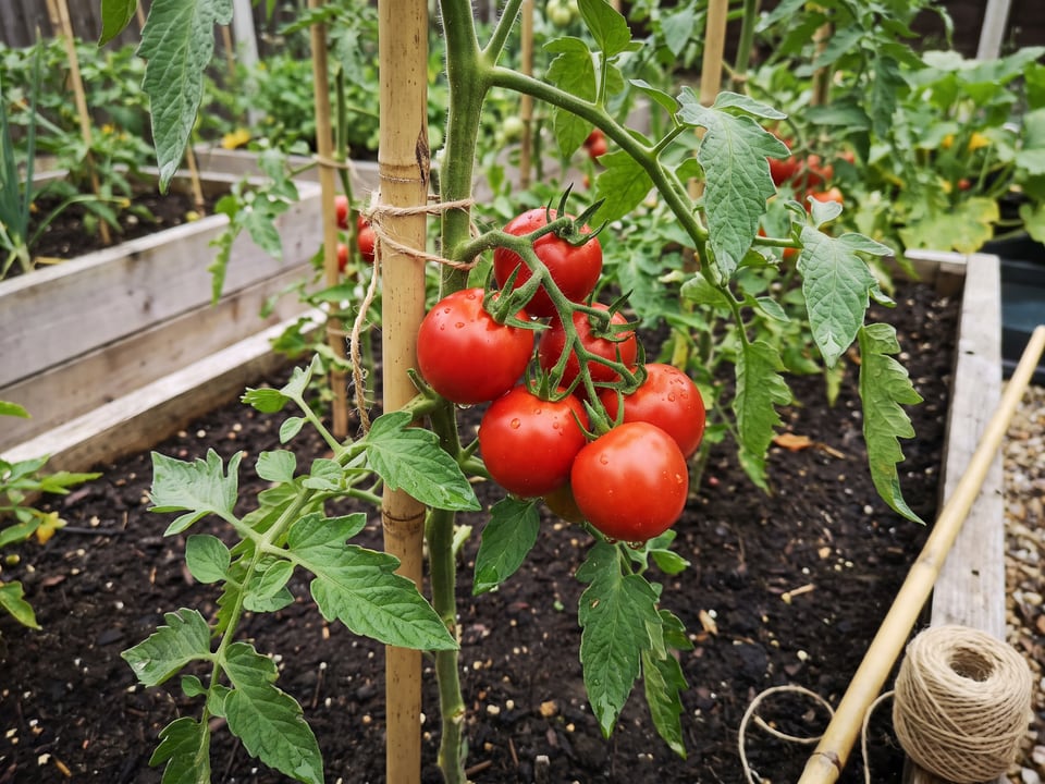 Campari tomato plant in a garden bed with ripe fruit on the vine