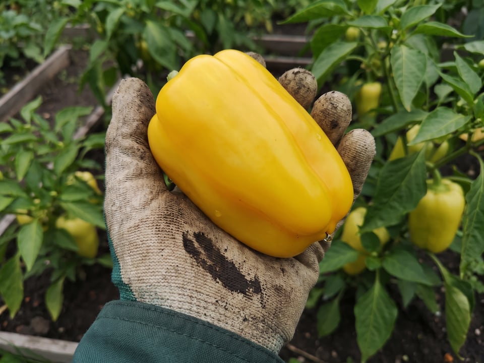 A ripe Canary Bell pepper pod held in a gardener's hand