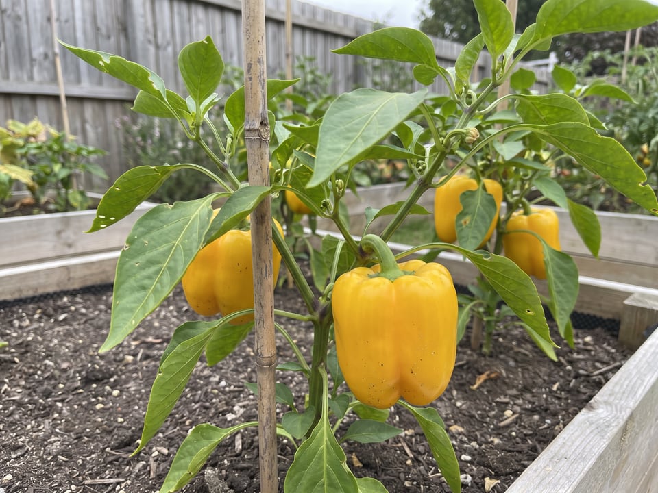 Canary Bell pepper plant with ripe pods