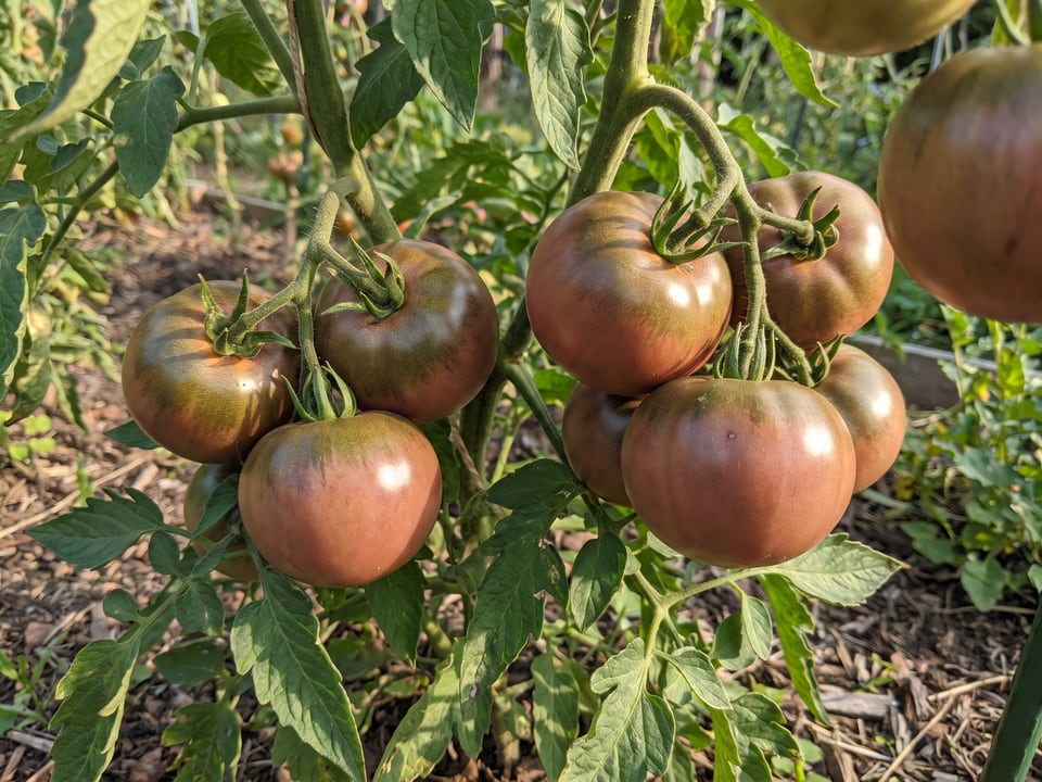 A truss of Carbon tomatoes