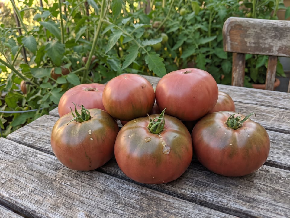 Freshly picked Carbon tomatoes