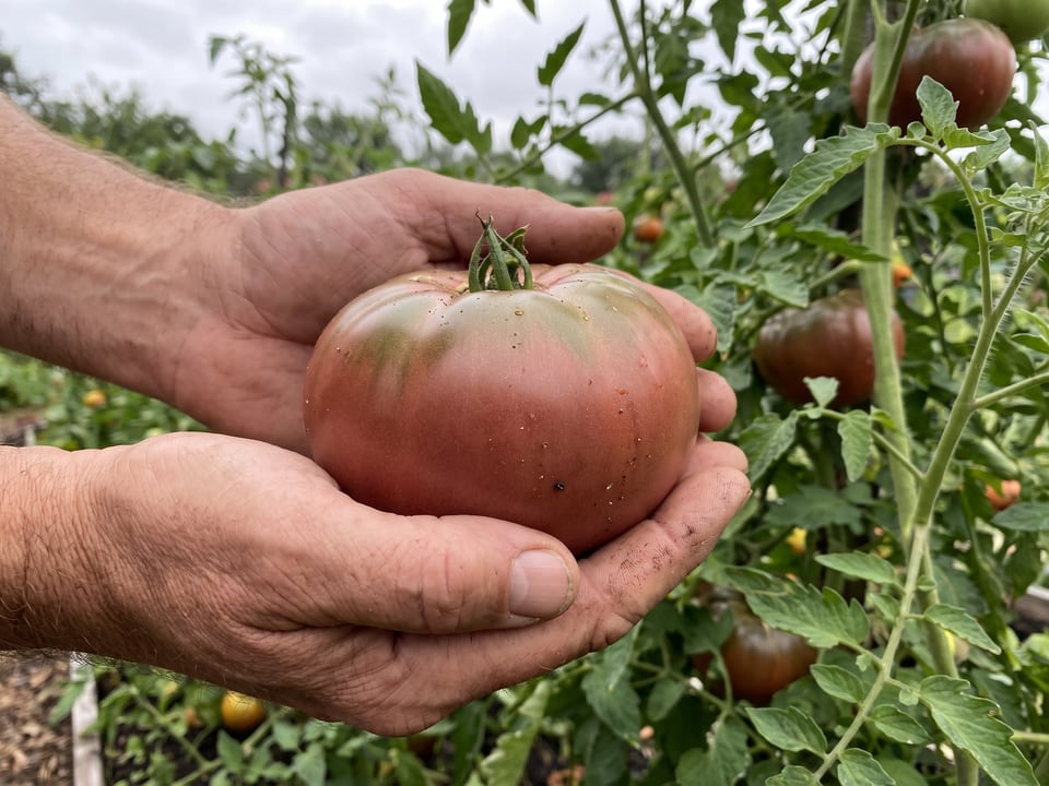 A ripe Carbon tomato held in a gardener's hand
