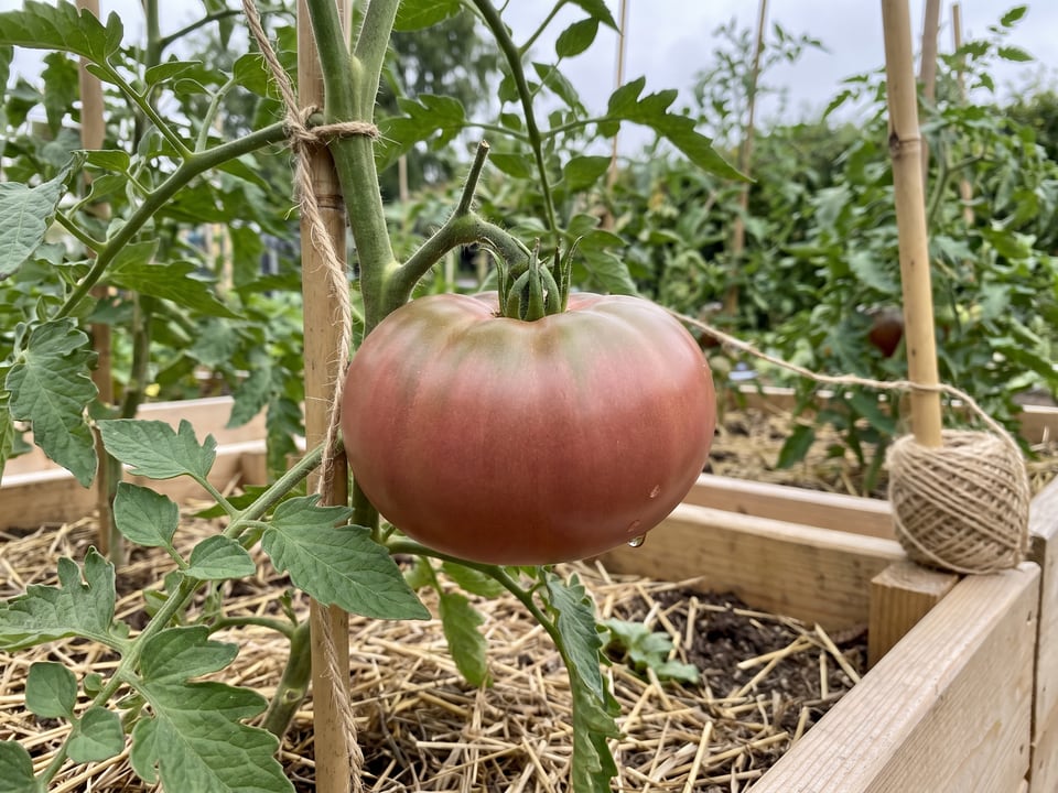 Carbon tomato plant in a garden bed with ripe fruit on the vine