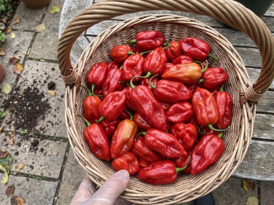 Freshly picked Caribbean Red peppers