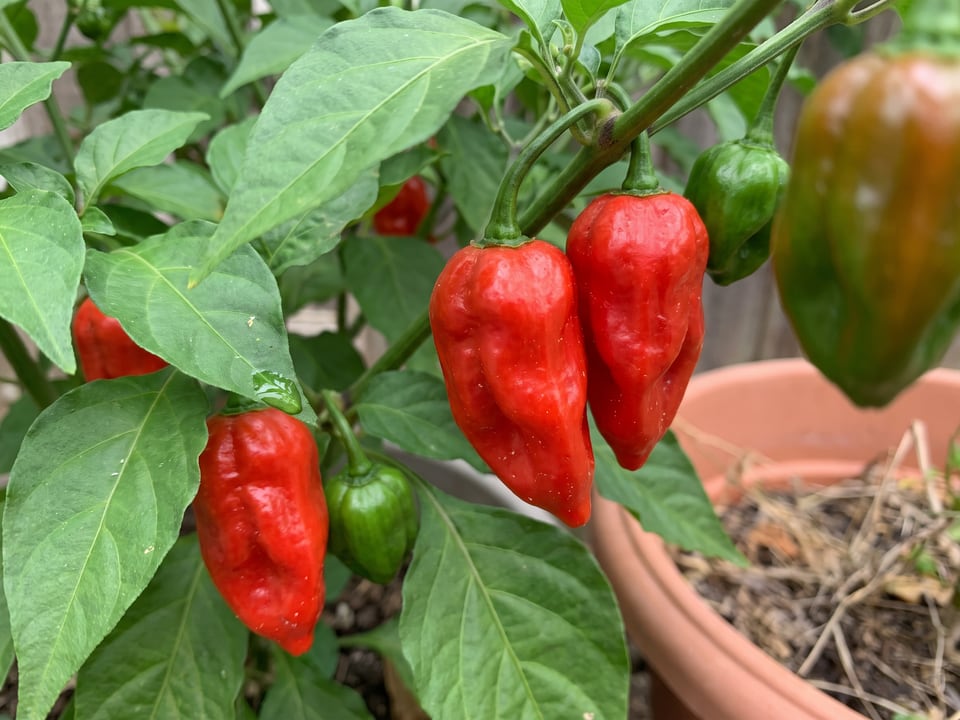 Ripe Caribbean Red pepper pods on the plant