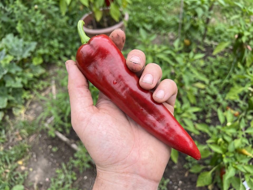 A ripe Carmen pepper pod held in a gardener's hand