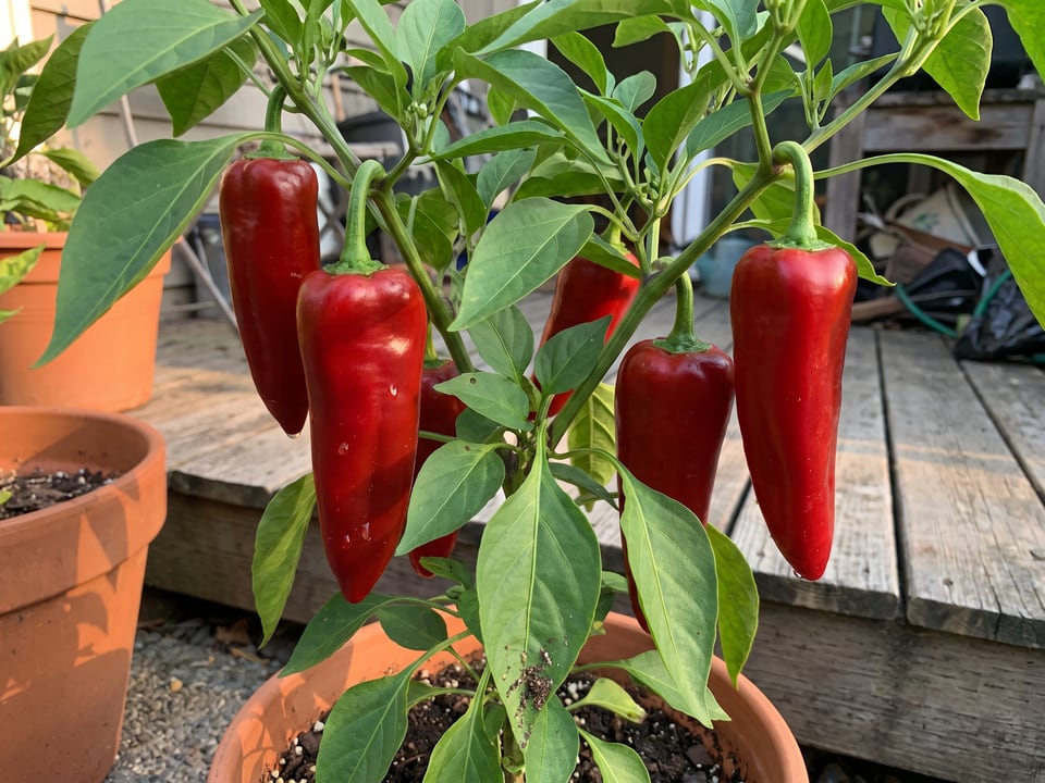 Carmen pepper plant with ripe pods