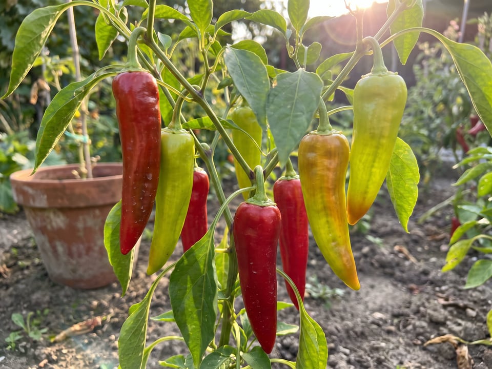 Ripe Carmen pepper pods on the plant