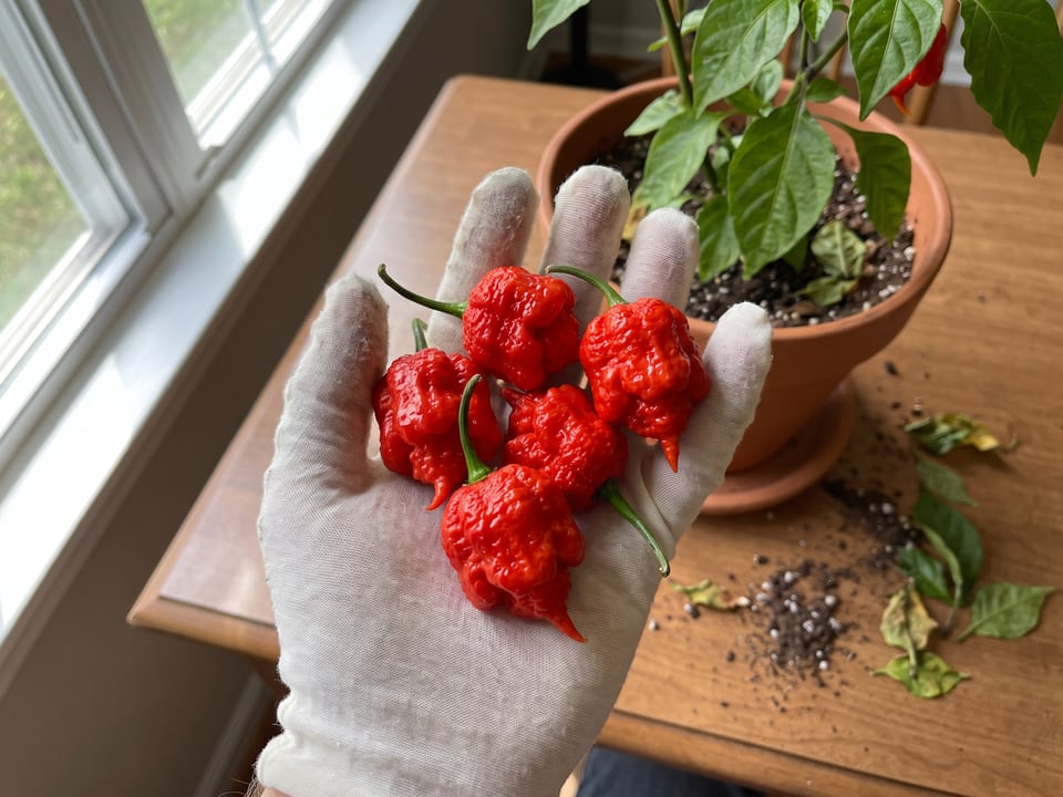 A ripe Carolina Reaper pepper pod held in a gardener's hand