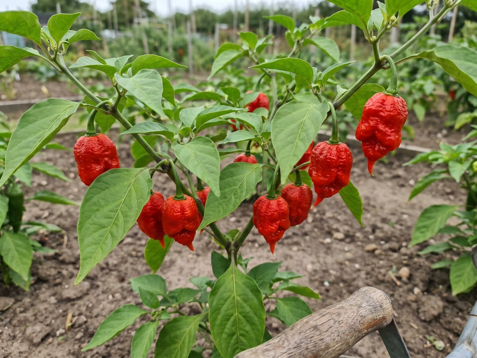 Carolina Reaper pods ripening on the plant