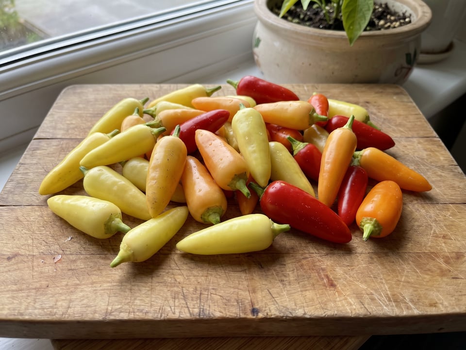 Freshly picked Cascabella peppers