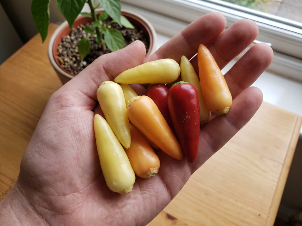A ripe Cascabella pepper pod held in a gardener's hand