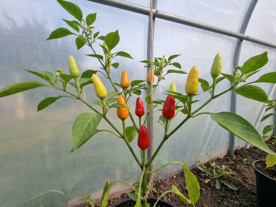 Cascabella pepper plant with ripe pods
