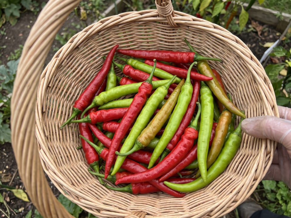 How to dry peppers: air, dehydrator or oven