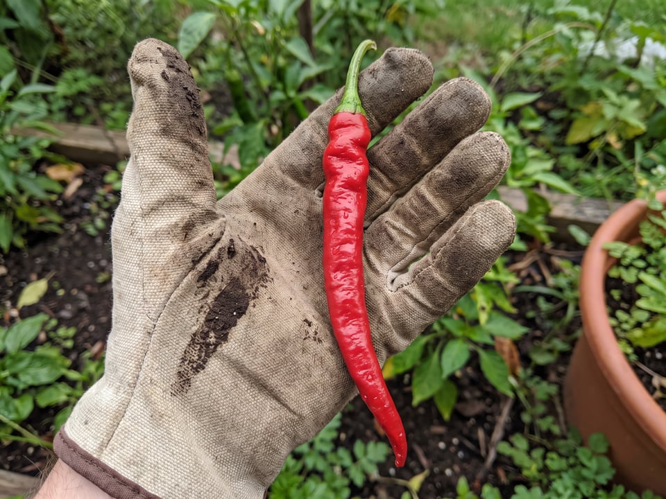 A ripe Cayenne Long Slim pepper pod held in a gardener's hand