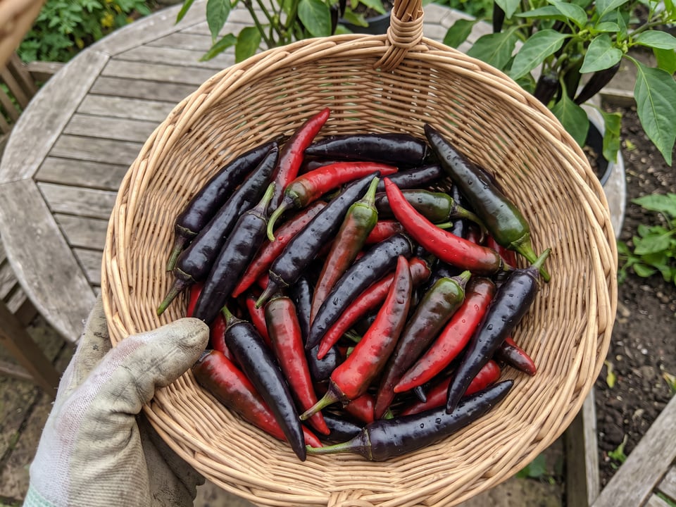 Freshly picked Cayenne Purple peppers