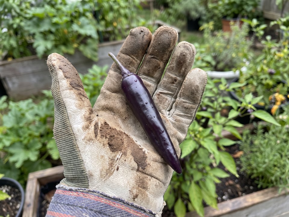 A ripe Cayenne Purple pepper pod held in a gardener's hand