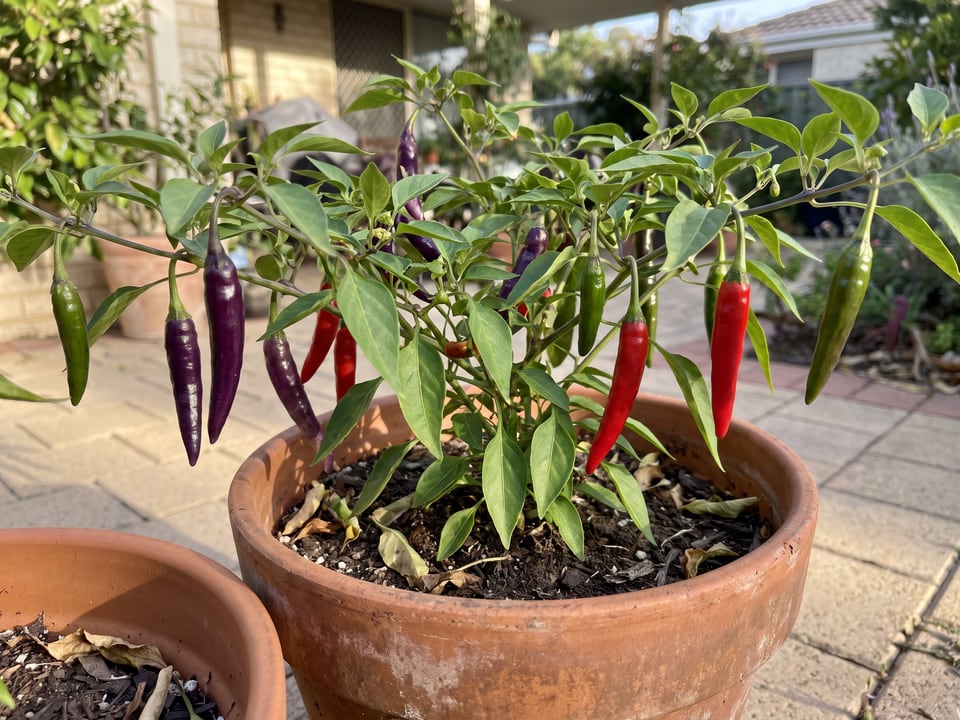 Cayenne Purple pepper plant with ripe pods
