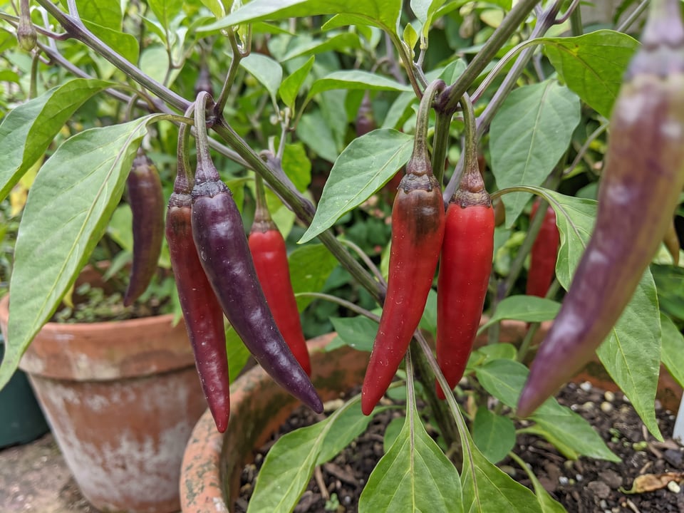 Ripe Cayenne Purple pepper pods on the plant