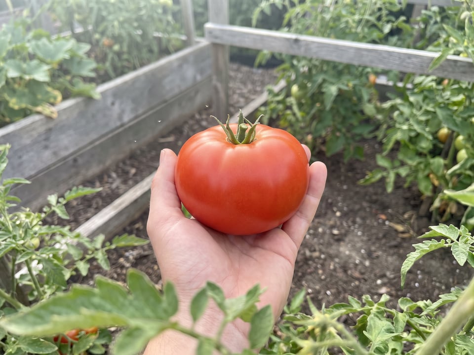 A ripe Celebrity Plus tomato held in a gardener's hand